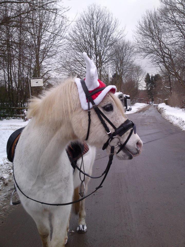 Arabisk fuldblod (OX) Mr M - Prinsen. billede 2