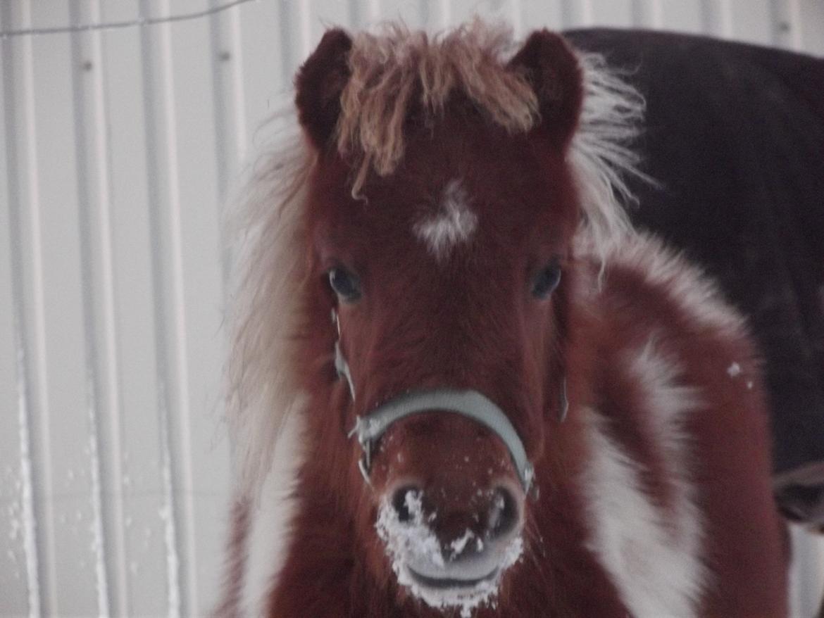 Shetlænder Sønderholmens Bella - Bellas første sne nogensinde! :')) billede 3