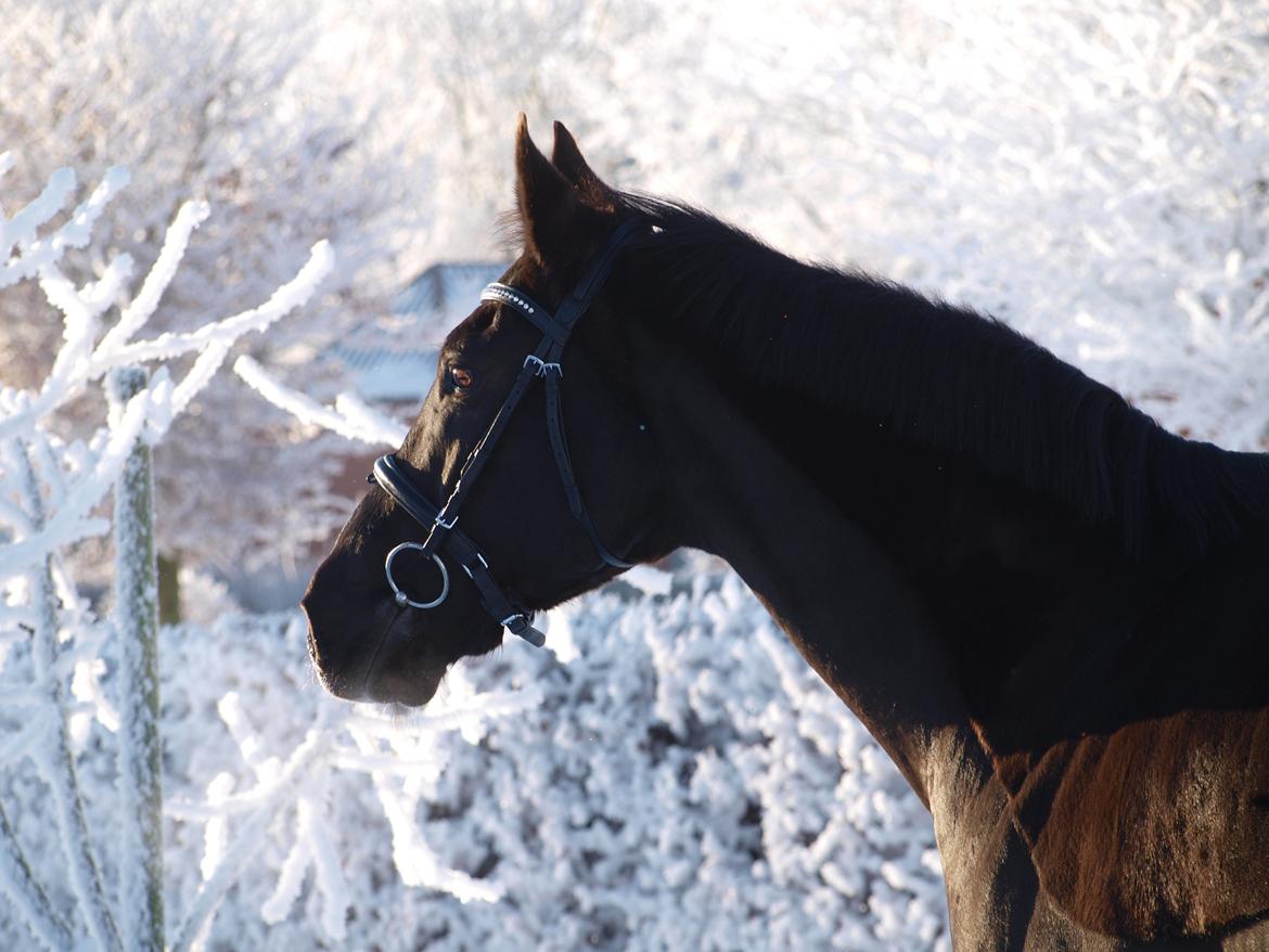 Anden særlig race †Charlie Brown R.I.P† - Flot vinterbillede billede 7