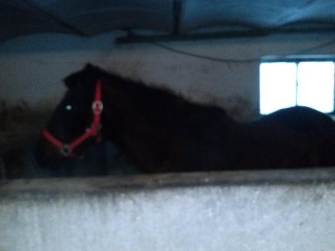 Anden særlig race miska - miska 22 år født den 1 maj 1990 billede 14