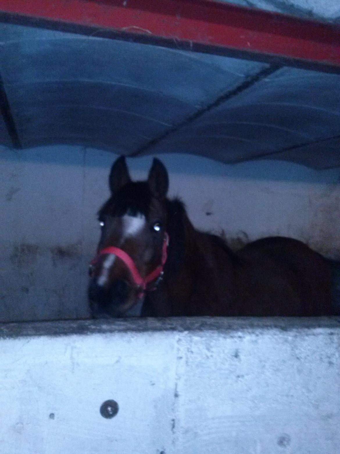 Anden særlig race silas billede 7