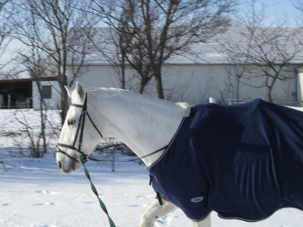 Lipizzaner Winston - vinterbillede fra sidste år :) billede 2