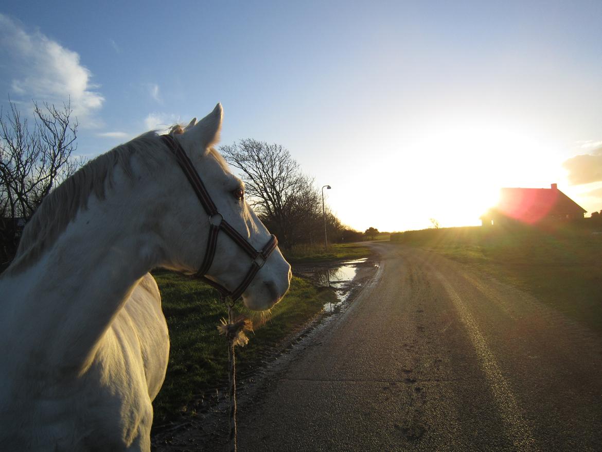 Lipizzaner Winston - en dejlig trækketur, han ville vist gerne gå lidt længere :) billede 4