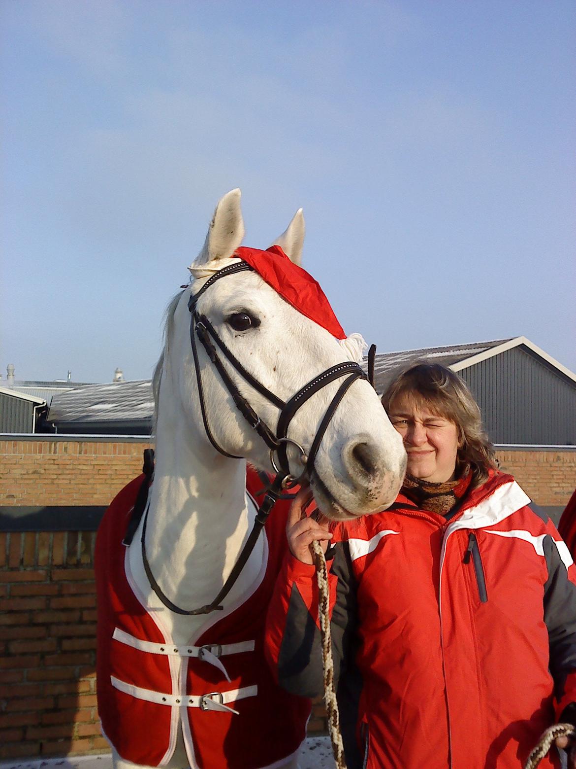 Lipizzaner Winston - Juleoptog for et år siden :) billede 6