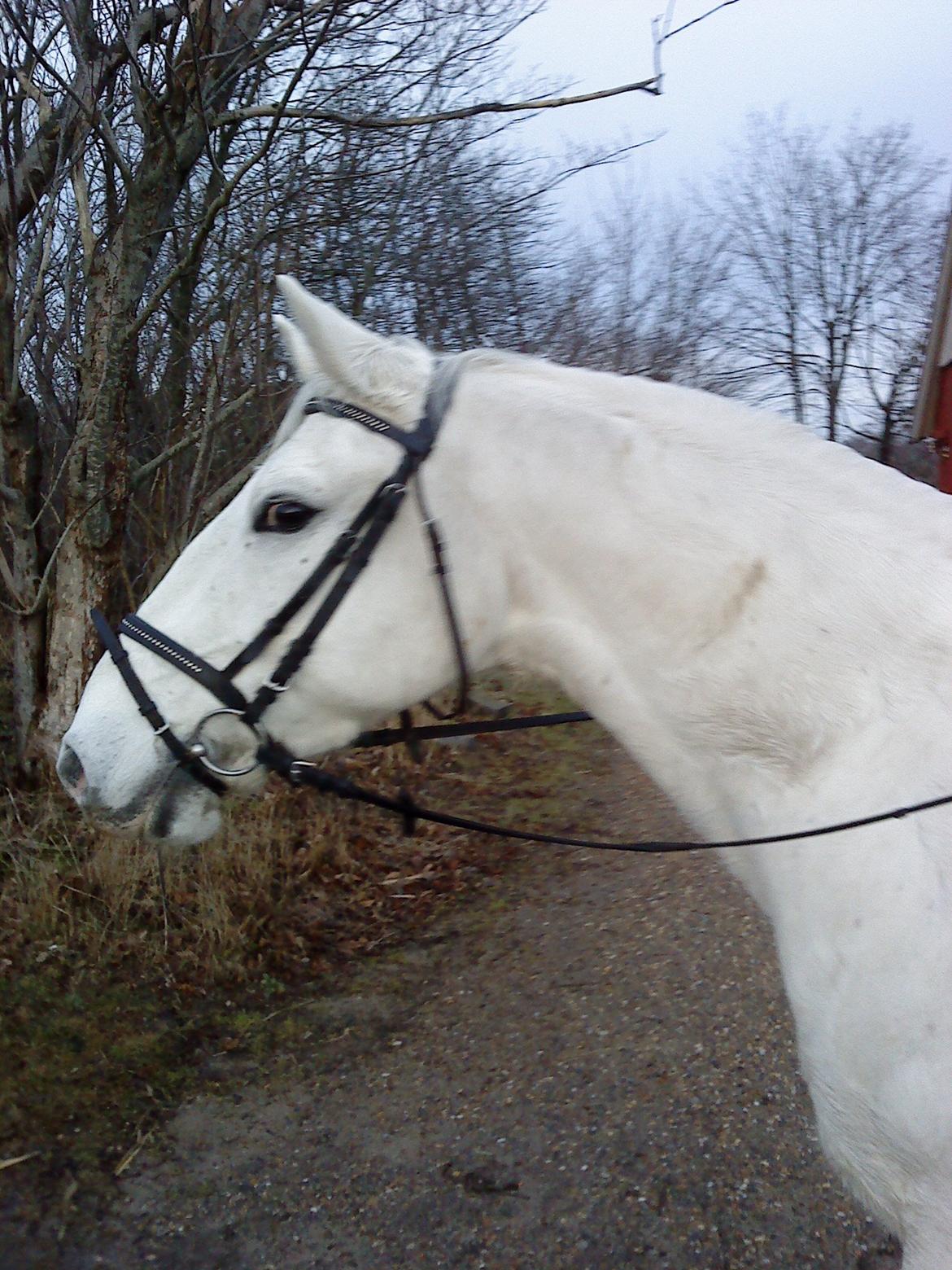 Lipizzaner Winston - En tur til skoven :) billede 7