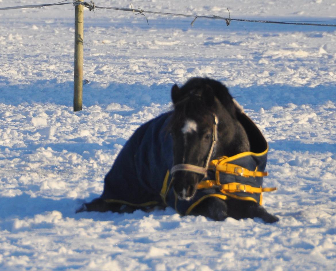 Welsh Partbred (Sec F) Bjerregårds Rhett billede 8