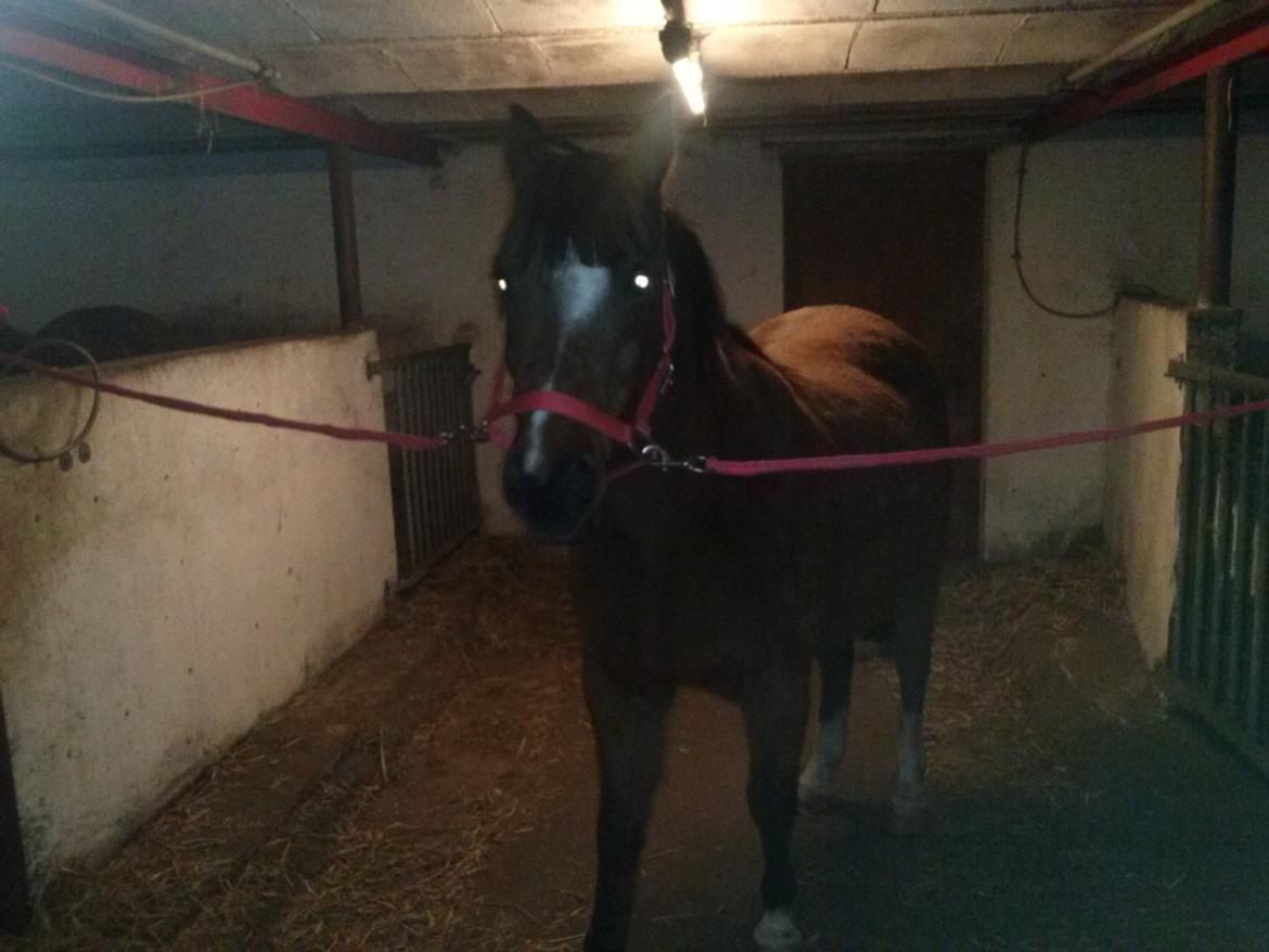 Anden særlig race silas billede 13