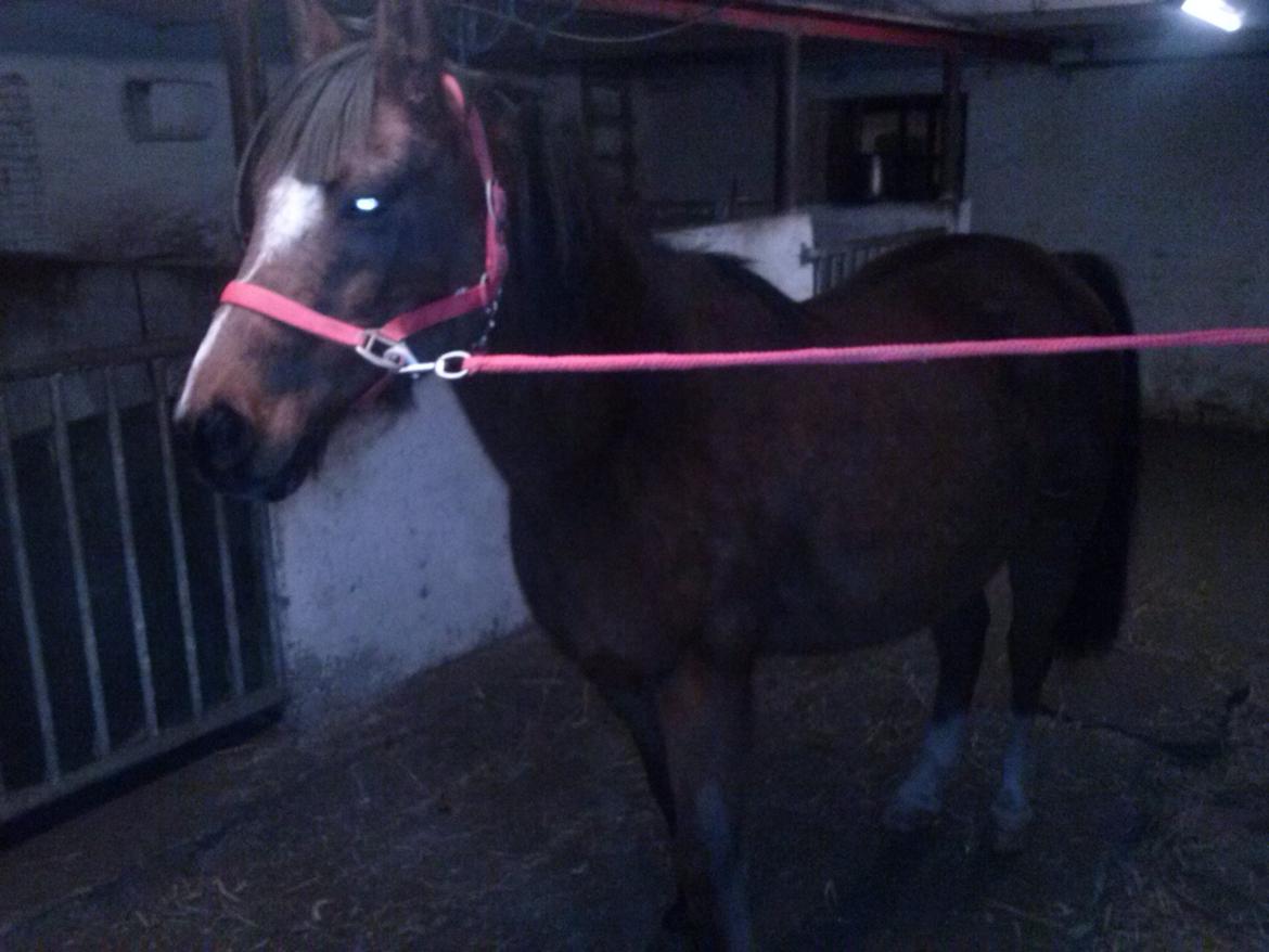 Anden særlig race silas billede 9