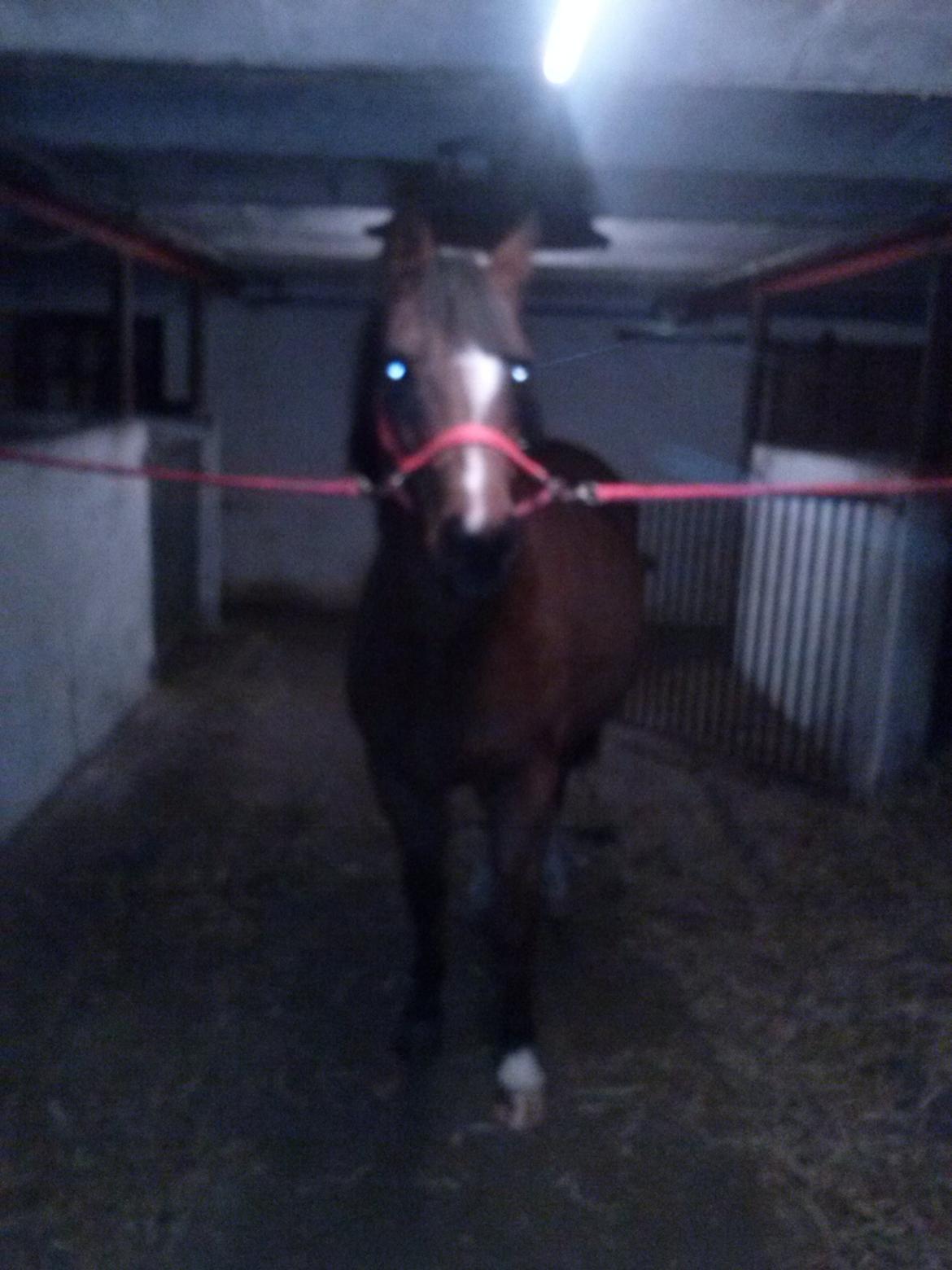 Anden særlig race silas billede 10