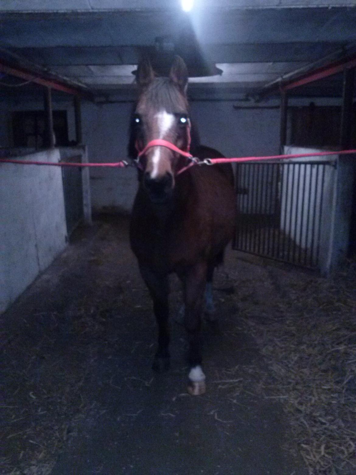 Anden særlig race silas billede 11