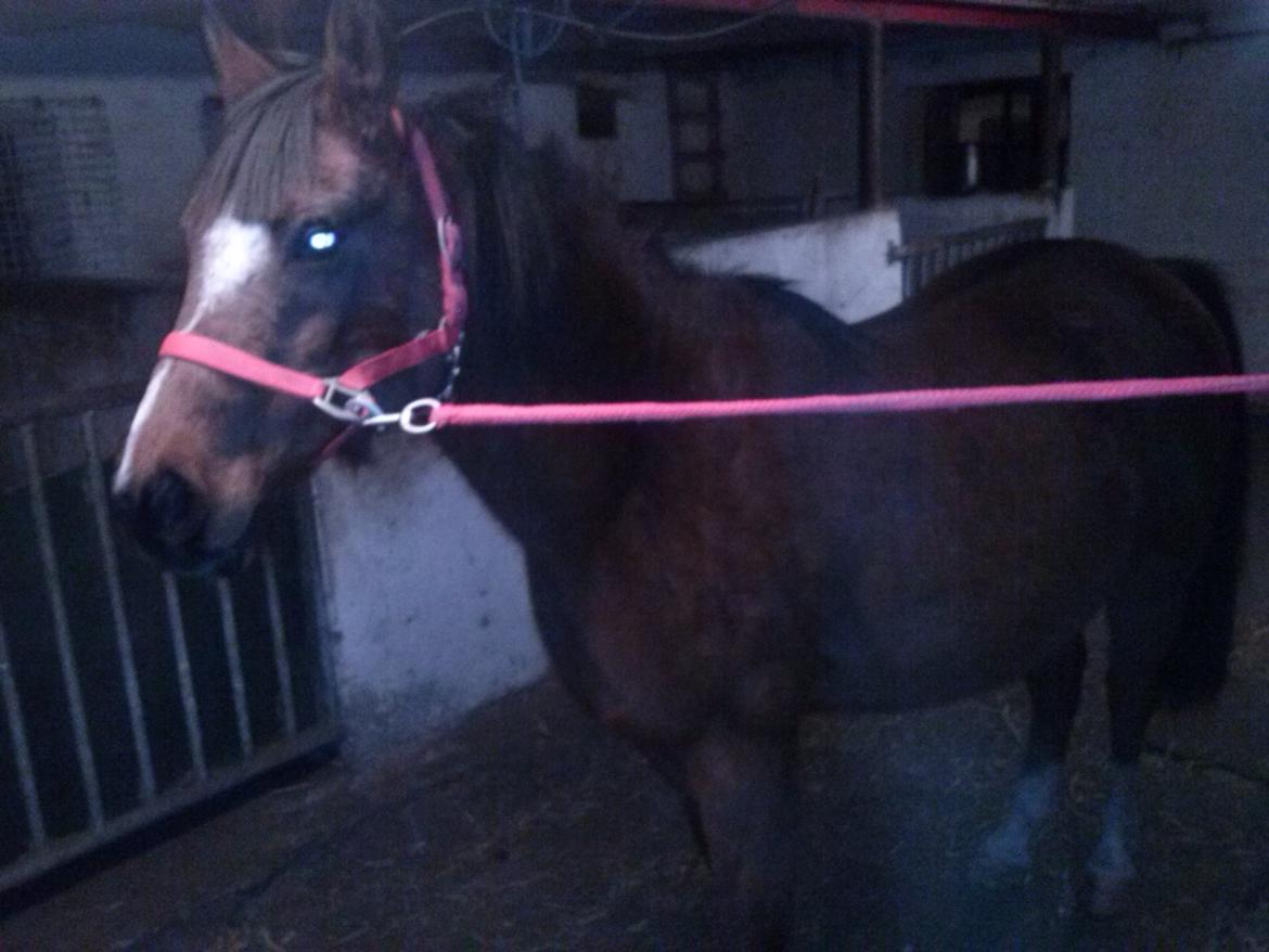 Anden særlig race silas billede 12