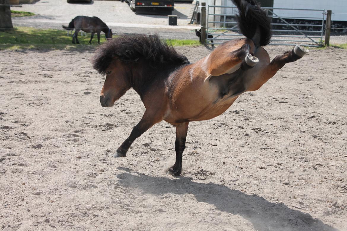 Shetlænder Pelle Hingst billede 4