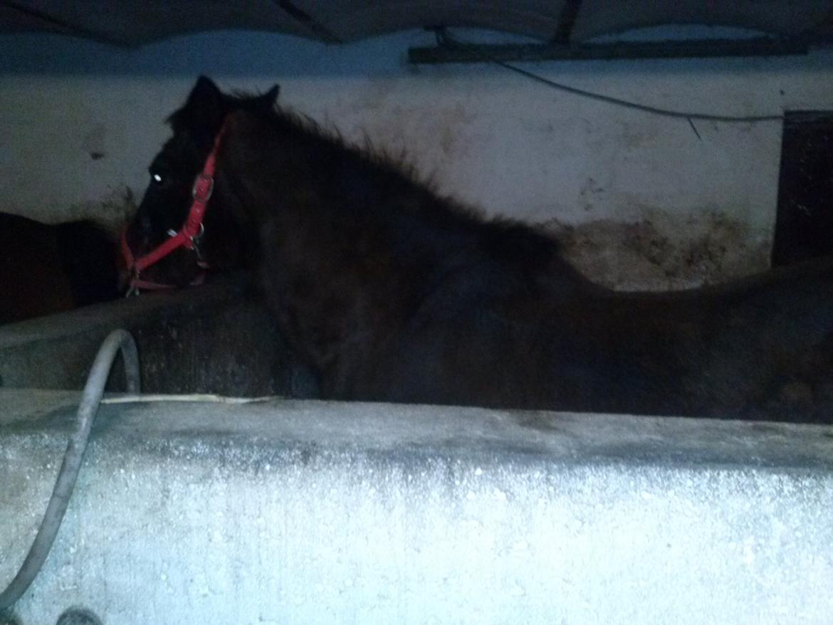 Anden særlig race miska billede 16