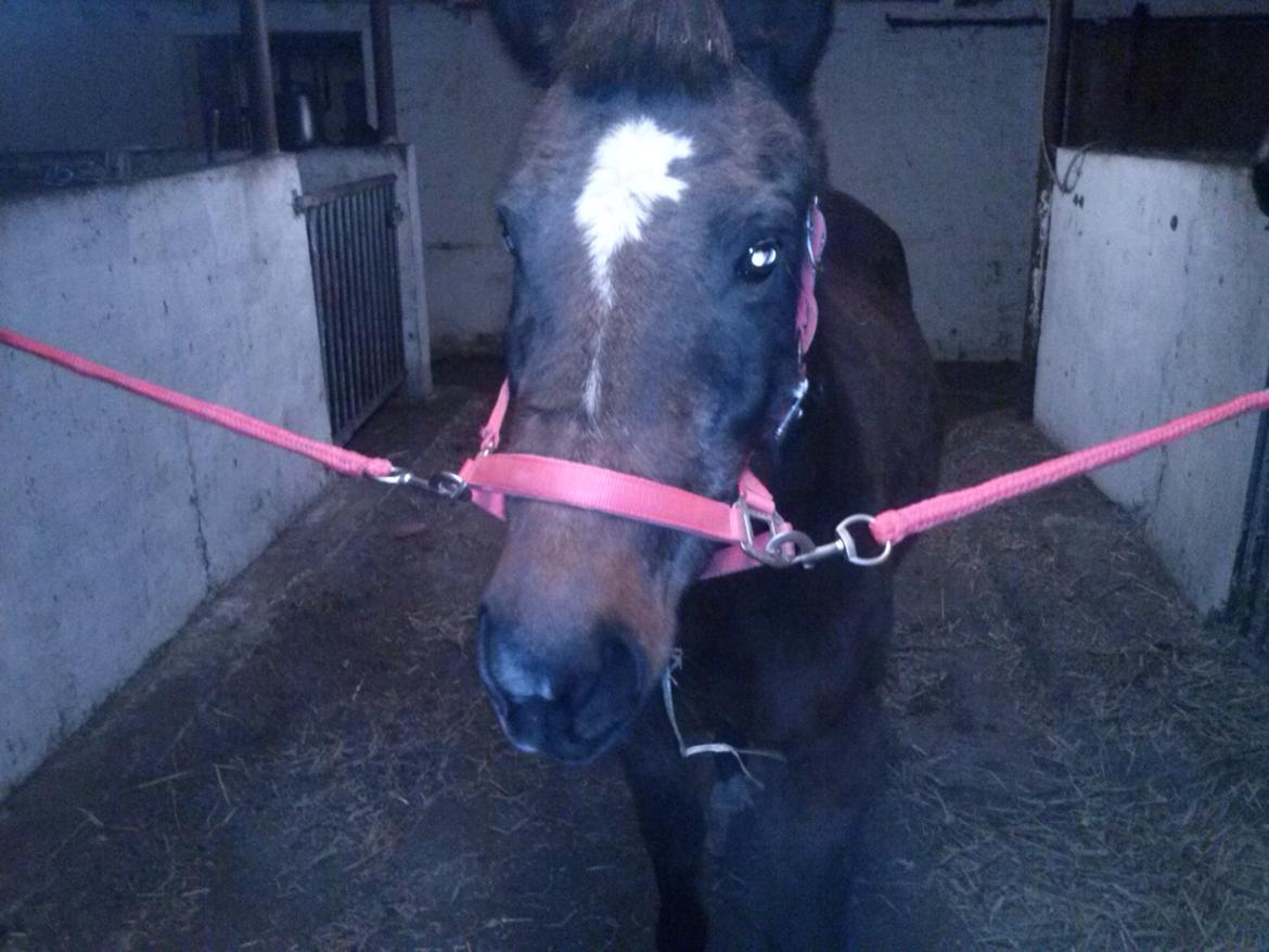 Anden særlig race miska billede 15