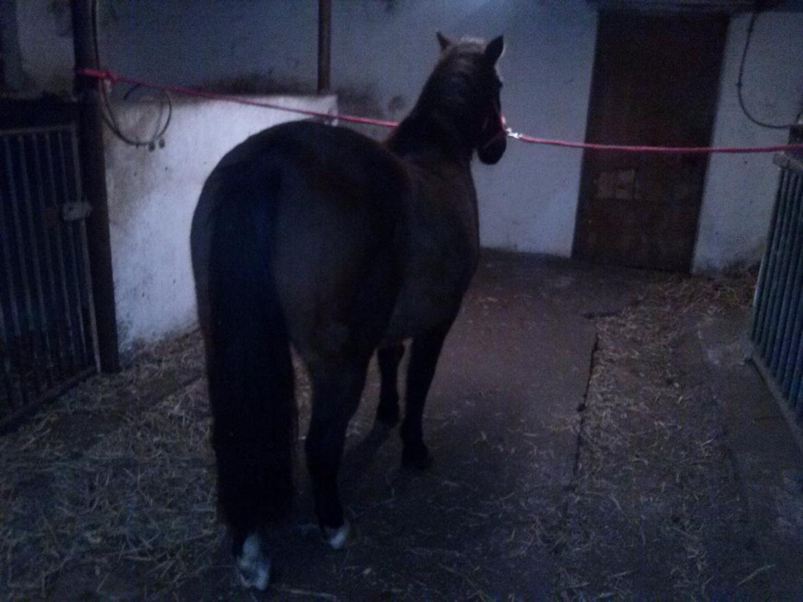 Anden særlig race miska billede 10