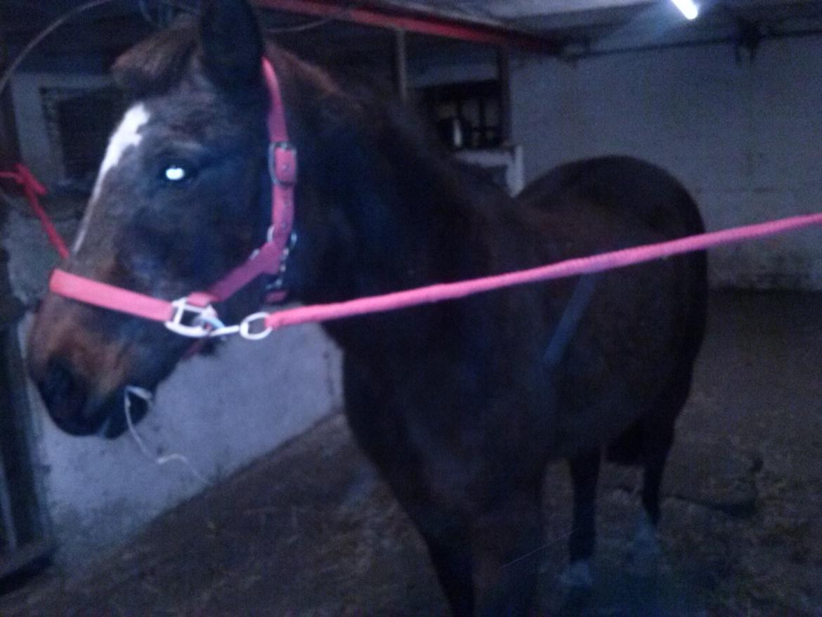 Anden særlig race miska billede 12