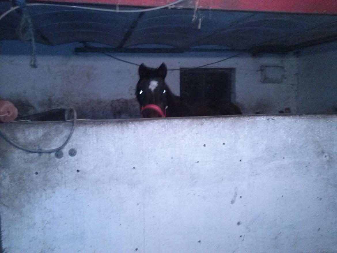 Anden særlig race miska billede 13