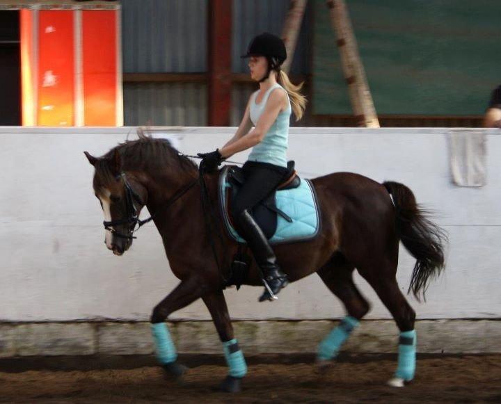 Hollandsk Sportspony •Challenge• billede 19