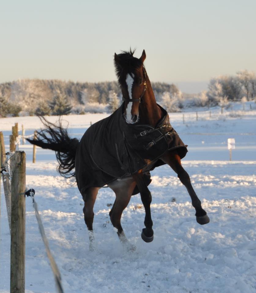 Oldenborg Narnio Roi - Min lille charme trold! <3

D. 12-12-2012 billede 11