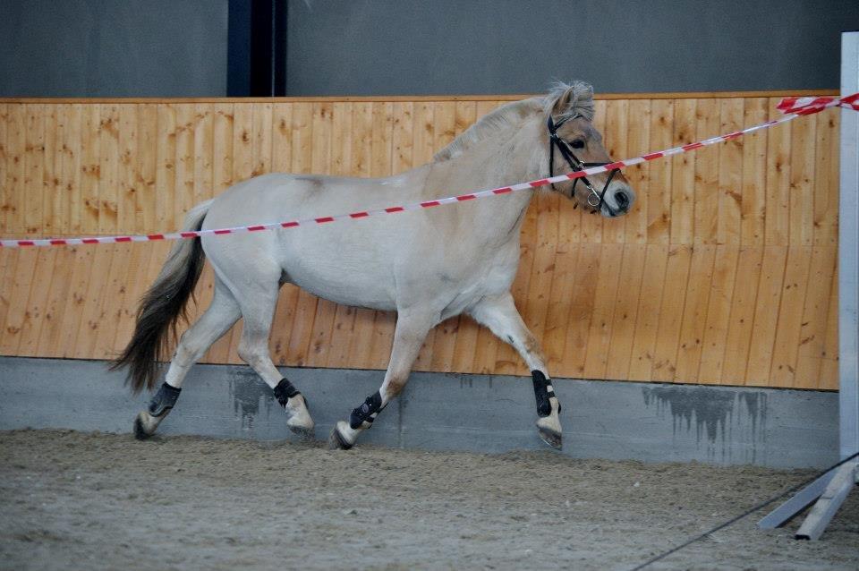 Fjordhest Romeo's Celine billede 2