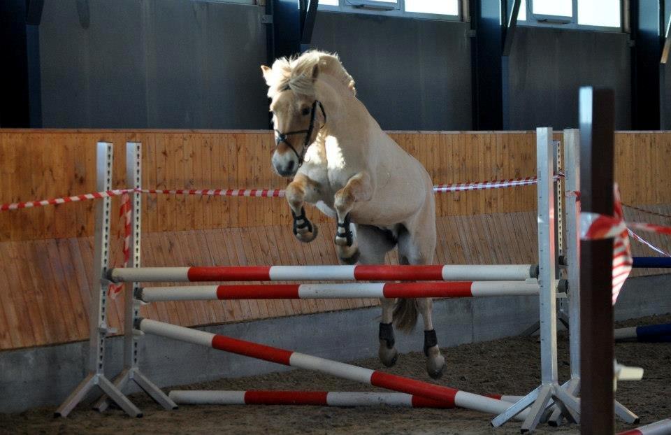 Fjordhest Romeo's Celine billede 3