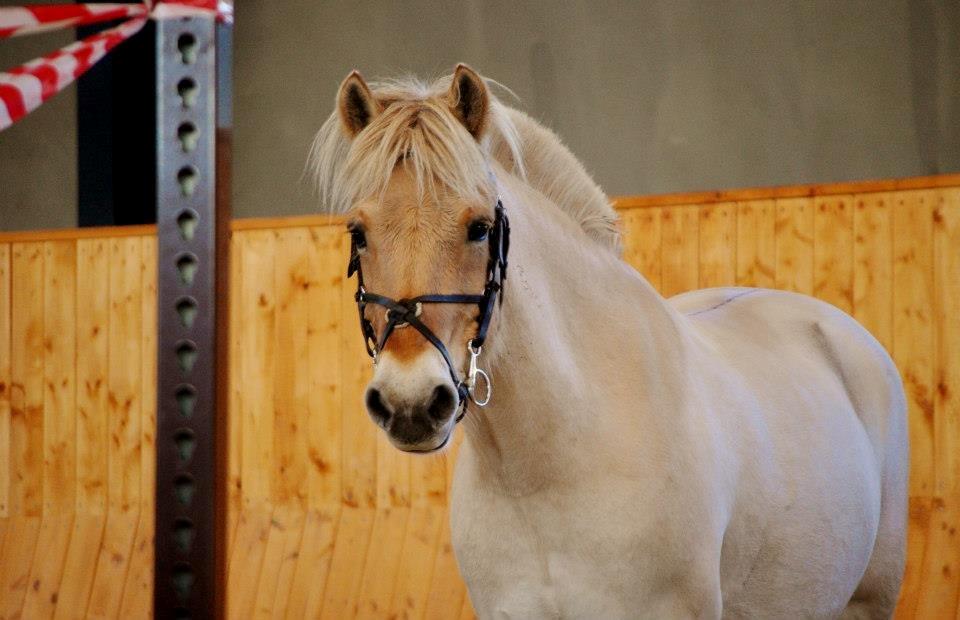 Fjordhest Romeo's Celine billede 5