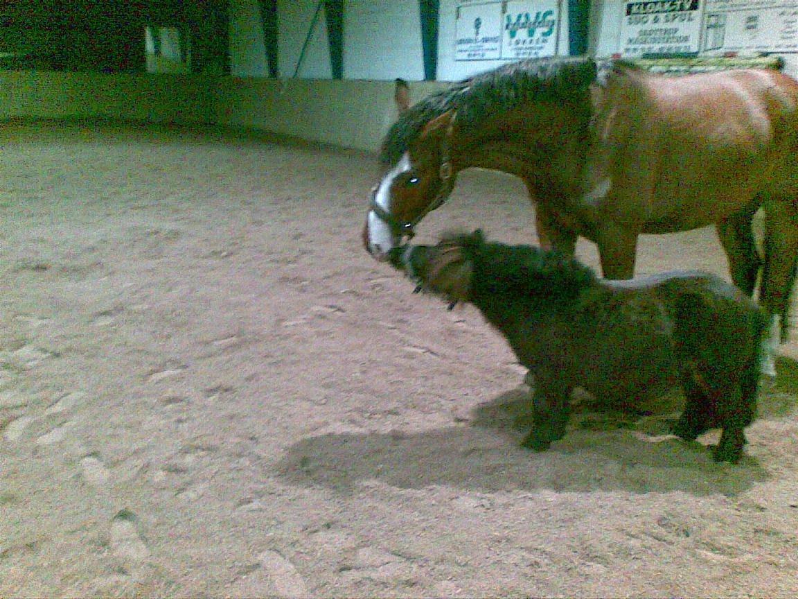 Shetlænder mickei billede 7