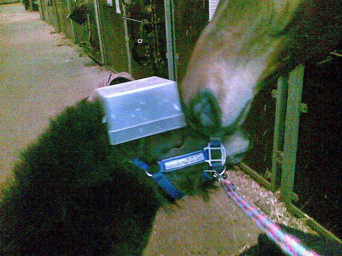 Shetlænder mickei - mickei er så glad for sin madskål at han lige skal vise den til lorento billede 3