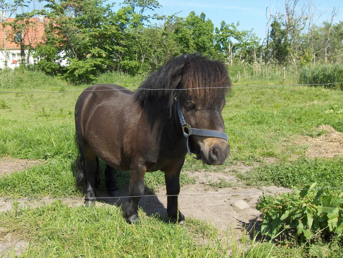 Shetlænder mickei billede 11