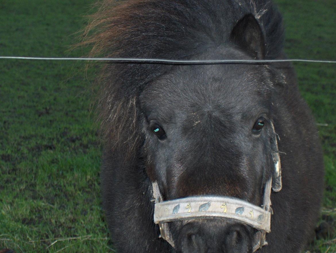 Shetlænder mickei - hey du. vil du lege? billede 6