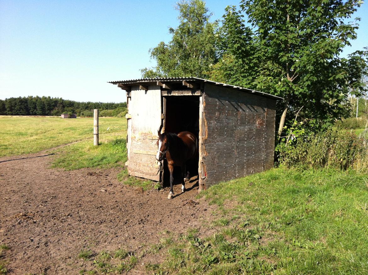 Welsh Cob (sec D) Magic Oblicia billede 2