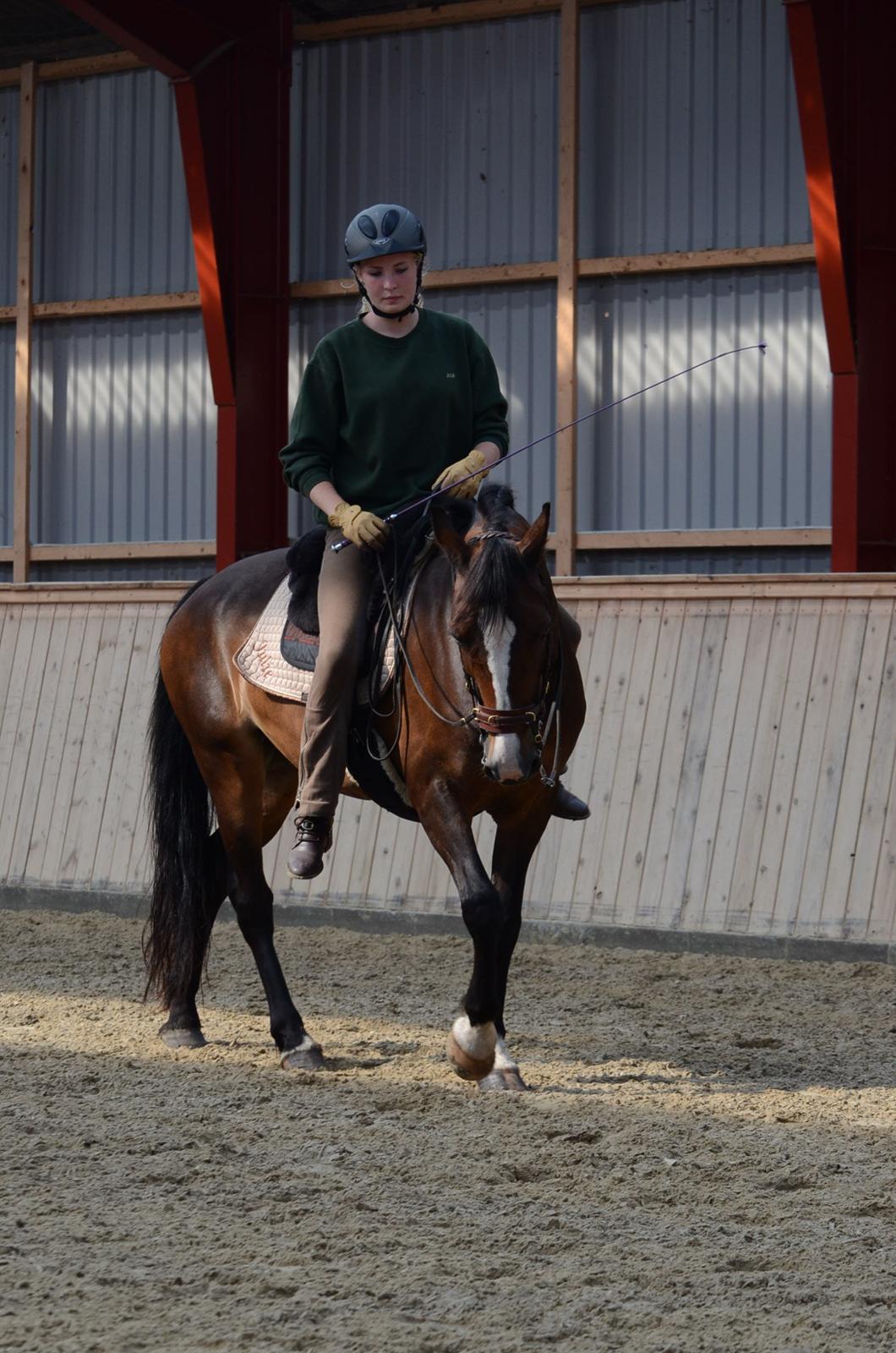 Welsh Cob (sec D) Magic Oblicia billede 3