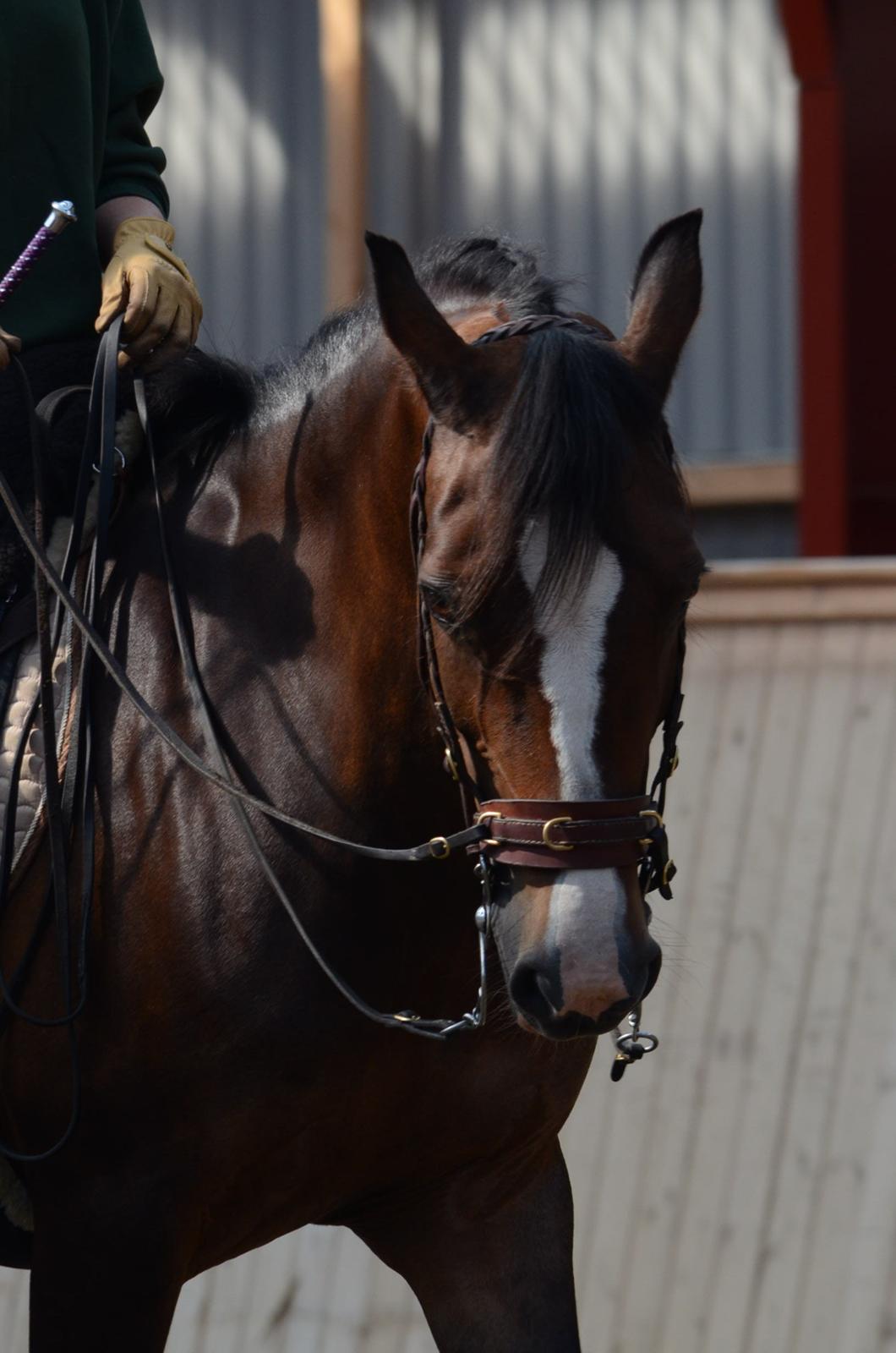 Welsh Cob (sec D) Magic Oblicia billede 1