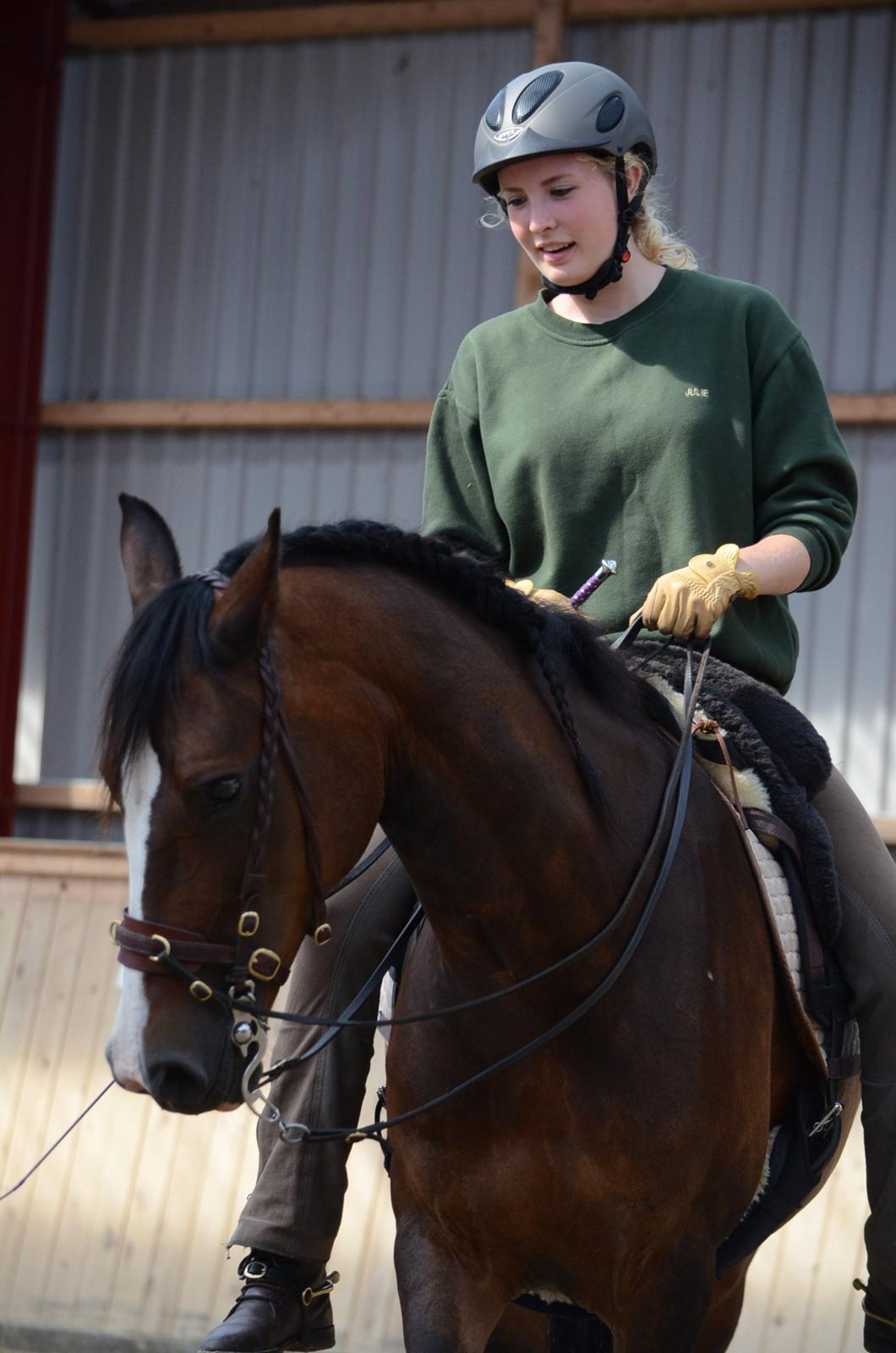 Welsh Cob (sec D) Magic Oblicia billede 4