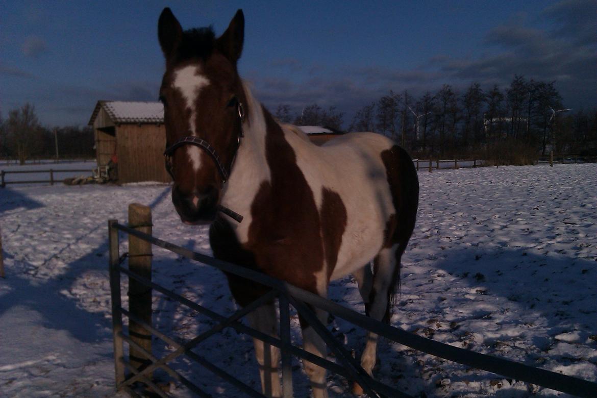 Anden særlig race Xelon - Alt det pæne hvide :-)
Foto: mig billede 11