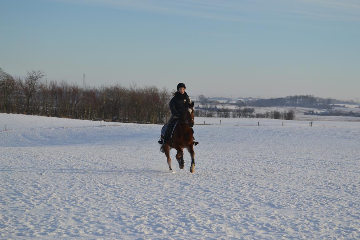 Anden særlig race Matell - d. 08/12 - 2012 billede 13