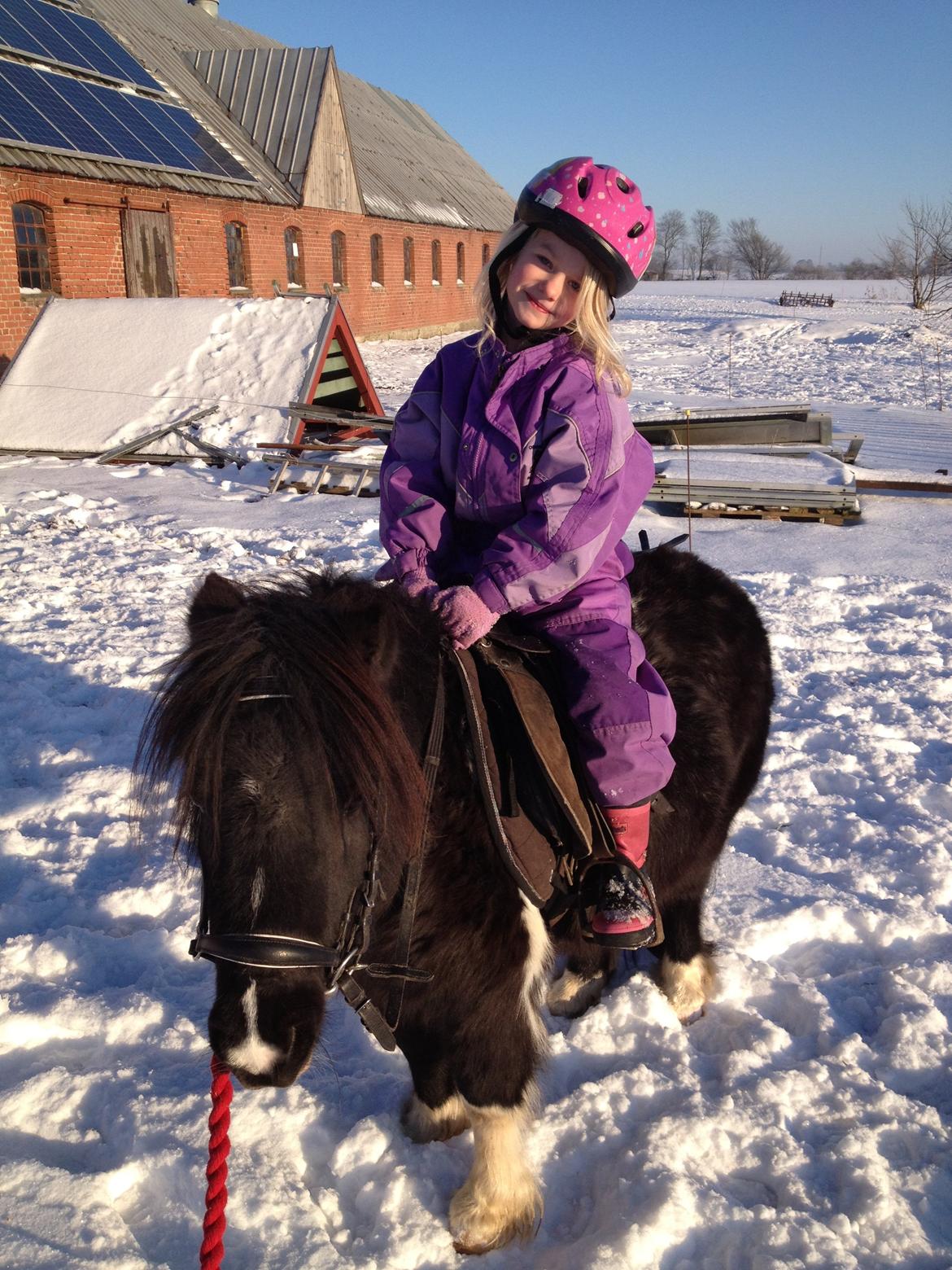 Shetlænder Ghost *Grynte* <3 - Ghost og skønne Elise rider en lille hyggetur <3 billede 1