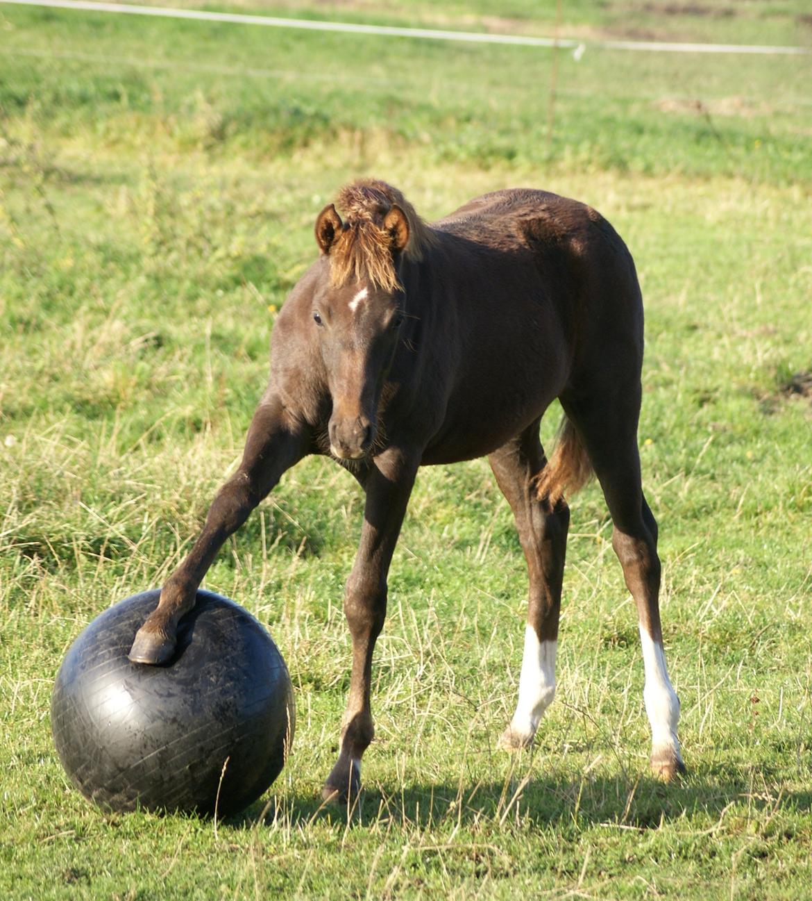 DSP Enzo M - Lege trolden  billede 11