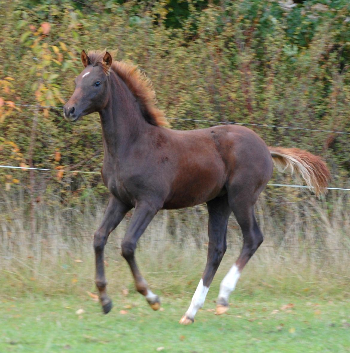 DSP Enzo M - En skøn oktober dag billede 12