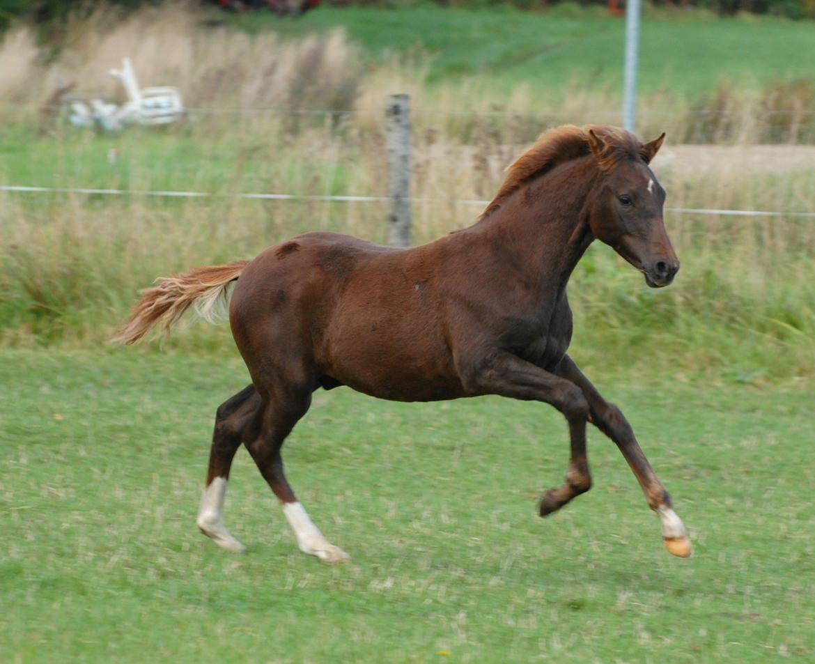 DSP Enzo M billede 13