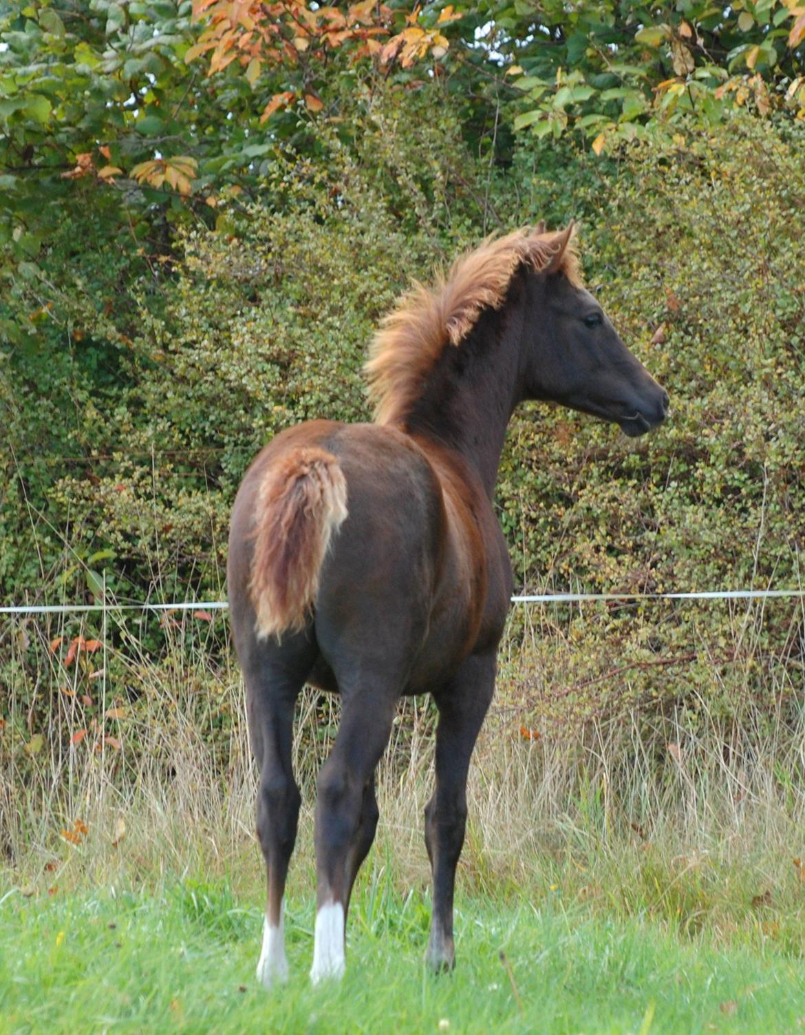 DSP Enzo M billede 14