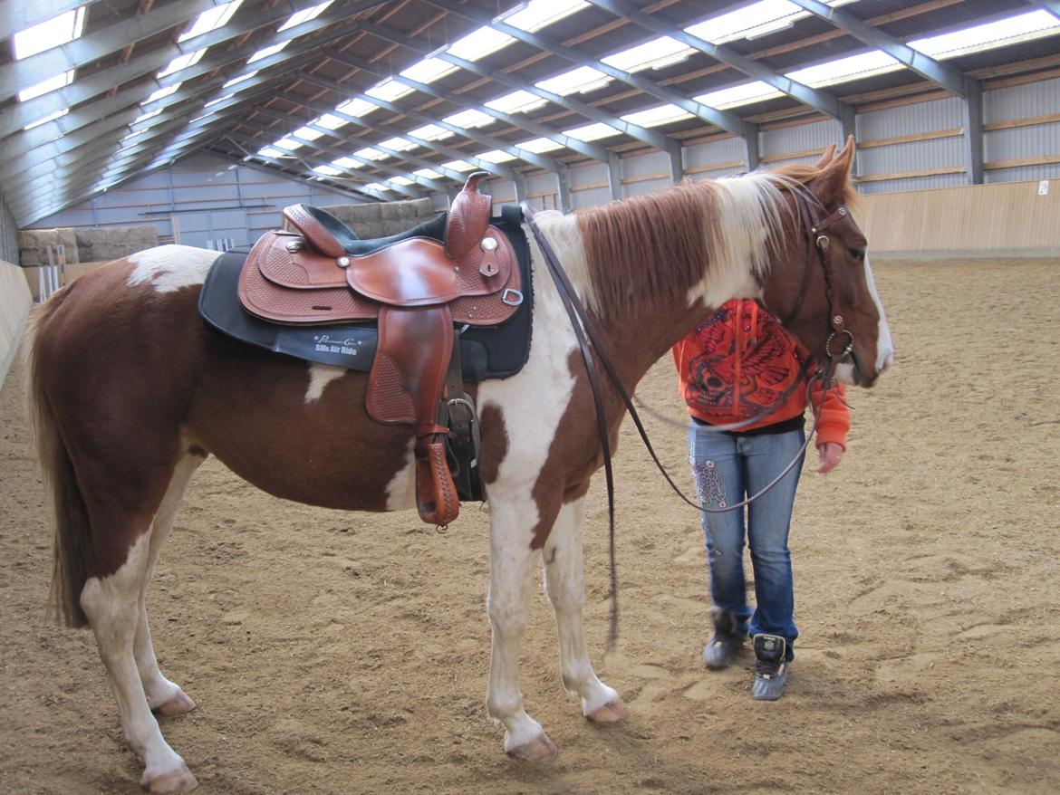 Anden særlig race Lady Libell *solgt på afb.* billede 3