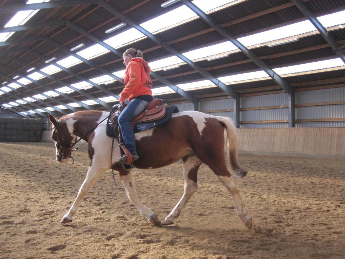 Anden særlig race Lady Libell *solgt på afb.* billede 5