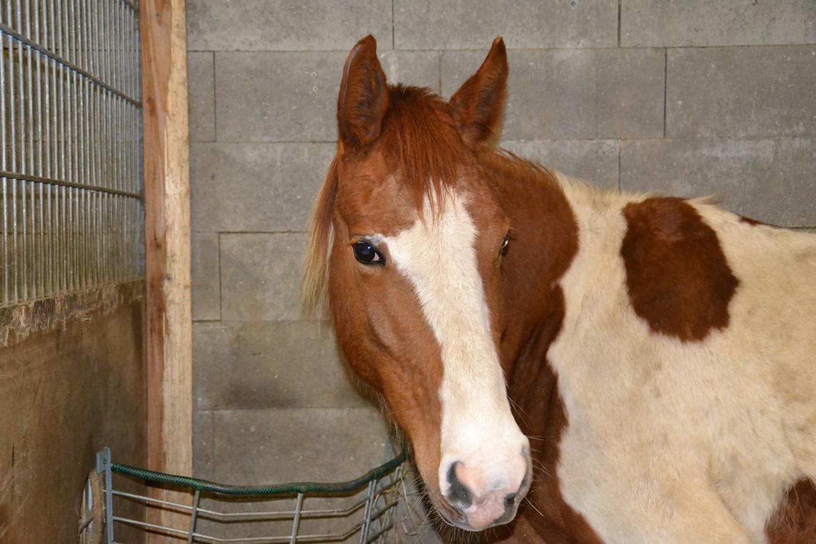 Anden særlig race Lady Libell *solgt på afb.* billede 4
