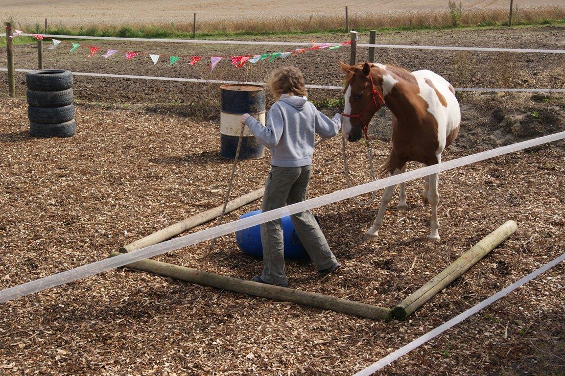 Anden særlig race Lady Libell *solgt på afb.* billede 1
