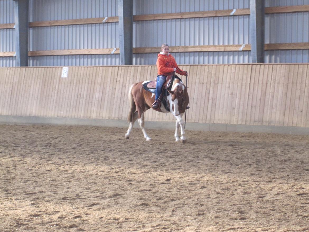 Anden særlig race Lady Libell *solgt på afb.* billede 6