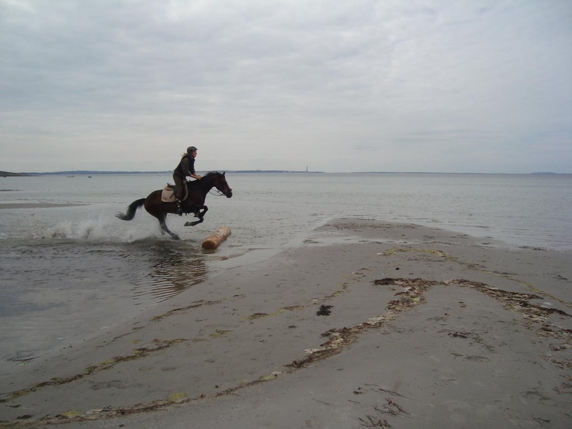 Welsh Cob (sec D) Magic Oblicia billede 5