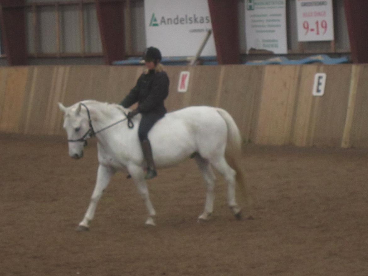 Lipizzaner Winston - der skal jo prøves noget andet engang imellem ;) billede 15