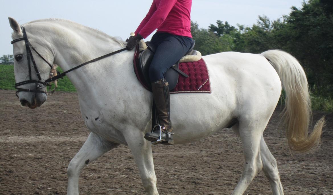 Lipizzaner Winston - et billede fra forrige sommer :) billede 10