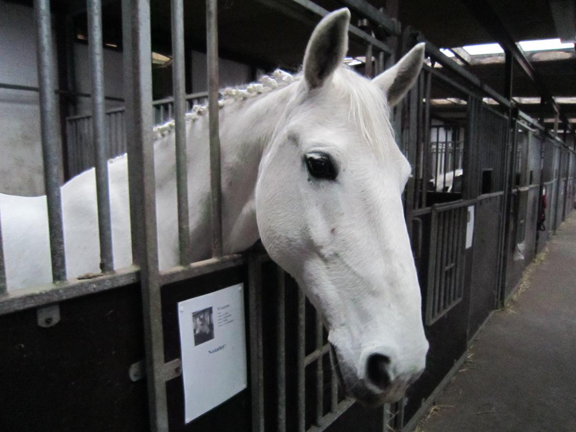 Lipizzaner Winston - klar til stævne :) billede 16